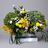 PRIMAVERA